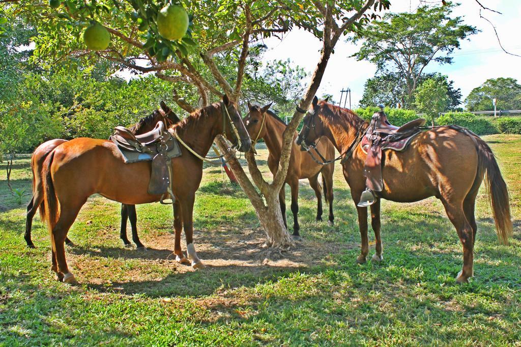 Hotel - Granja de Animales San Basilio de Palenque San Basilio del Palenque Exterior foto